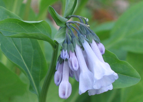 Mertensia virginica ( Virginia Bluebell )