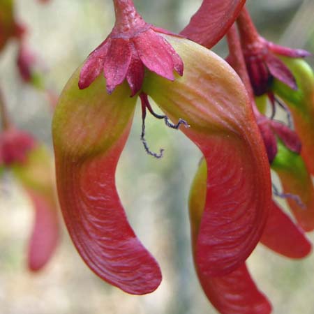 Acer rubrum - Red maple  - female flower, fruit, samara