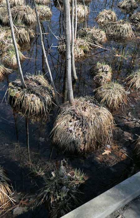 Acer rubrum - Red maple  - growing in the swamp