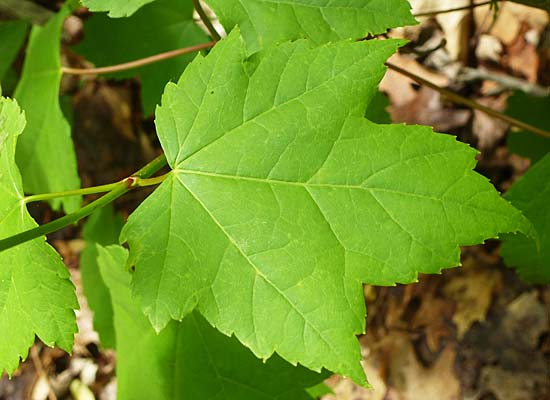 Acer rubrum - Red maple  -  leaves