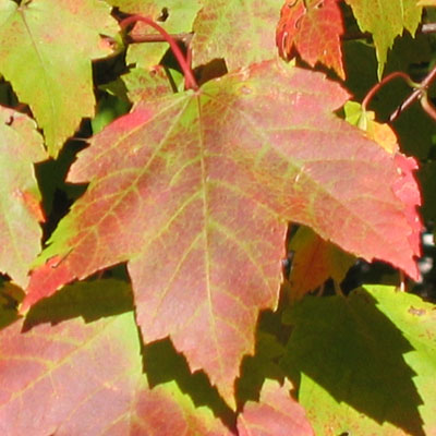 Acer rubrum - Red maple  -  leaves