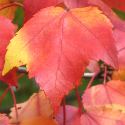 Acer rubrum - Red maple  -  leaves