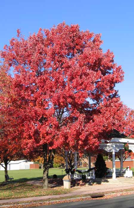 Acer rubrum - Red maple  - growing in urban area