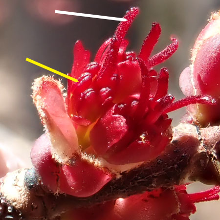 Acer rubrum - Red maple  - female flowers with staminode