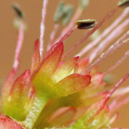 Acer rubrum - Red maple, male flower, petals, sepals