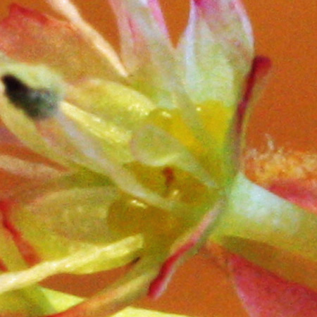 Acer rubrum - Red maple  - male flower, nectar drops