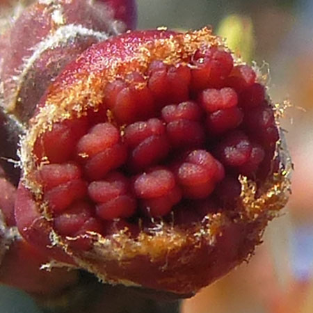 Acer rubrum - Red maple, male flower, red anthers