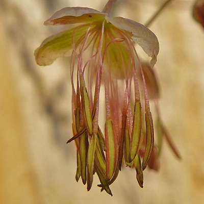 Thalictrum dioicum - Early Meadow Rue - Flowers