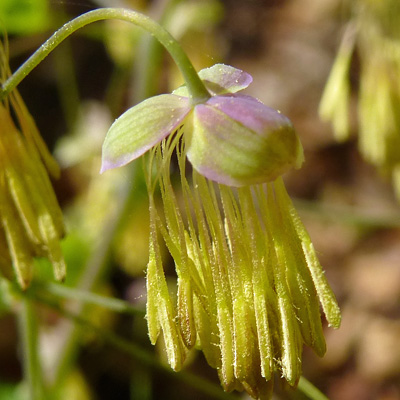 Thalictrum dioicum - Early Meadow Rue - Flowers