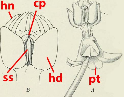 general milkweed Flower structure