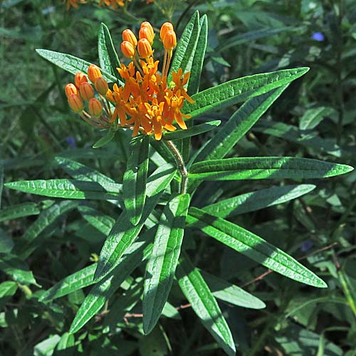 Asclepias tuberosa - Butterfly  milkweed, leaves