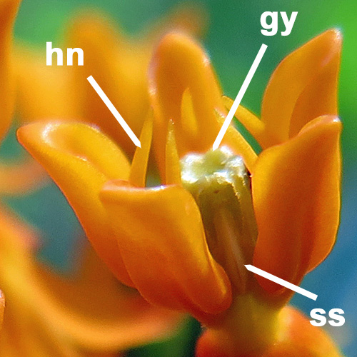 Asclepias tuberosa - Butterfly  milkweed, flower close up, structure, hood, horn