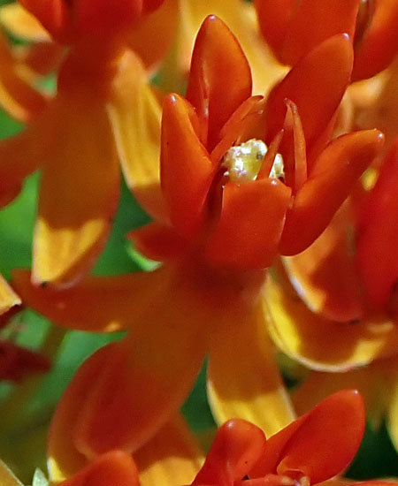Asclepias tuberosa - Butterfly  milkweed  - flower close up