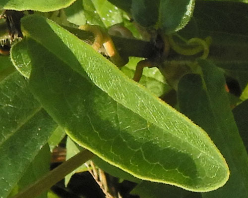 Asclepias tuberosa - Butterfly  milkweed, leaves