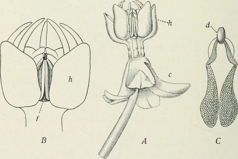 Asclepias purpurascens - Purple milkweed  - flower - pollinaria with the three parts, corpusculum, translator arm & pollinia