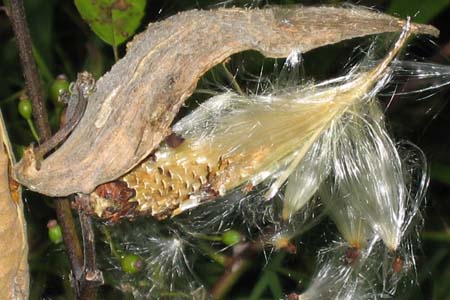 Asclepias syriaca - Common milkweed  - seed pods, follicles, seeds, comas