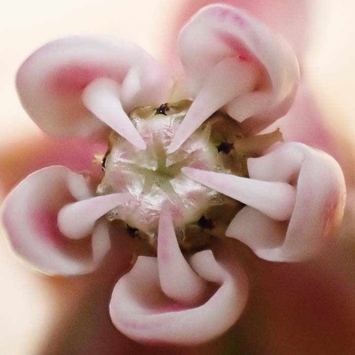 Asclepias syriaca - Common Milkweed