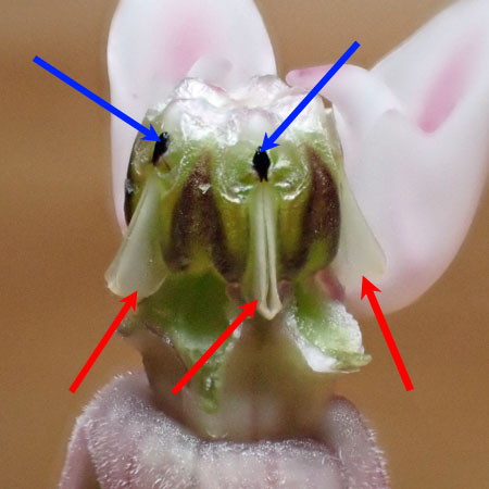 Asclepias syriaca - Common milkweed  - flower structure, stigmatic slit, corpusculum