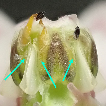 Asclepias syriaca - Common milkweed  - flower structure, anther pouches