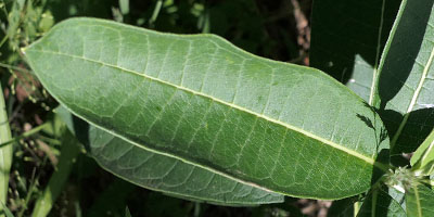 Asclepias syriaca - Common milkweed  - leaf: shape, venation, petiole
