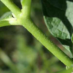 Asclepias syriaca - Common milkweed  - stem, hairs