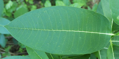 Asclepias syriaca - Common milkweed  - leaf: shape, venation, petiole 