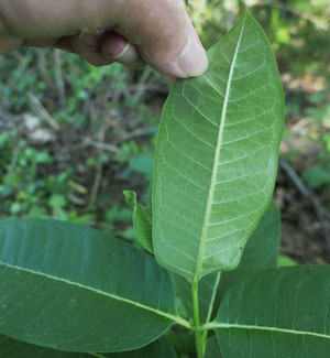 Asclepias syriaca - Common milkweed  - leaf surfaces, petiole