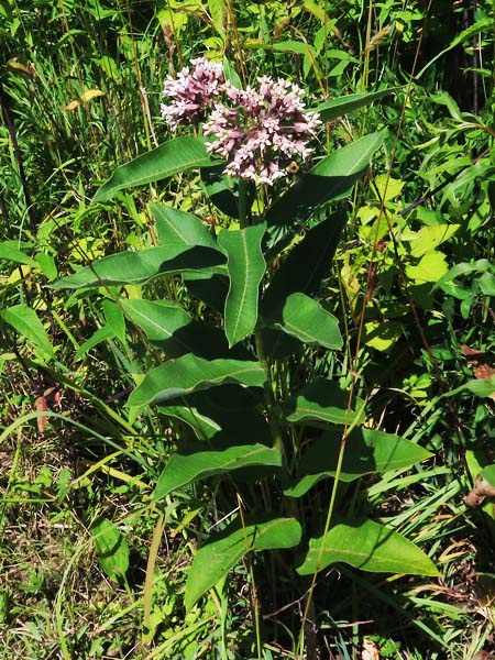 Asclepias syriaca - Common milkweed  - plant 