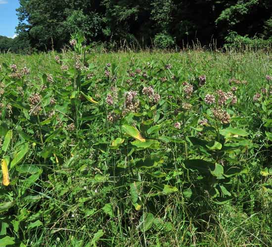 Asclepias syriaca - Common milkweed  - habitat meadow