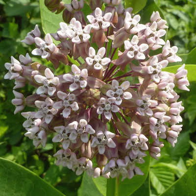 Asclepias syriaca - Common Milkweed