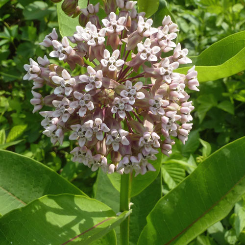 Asclepias syriaca - Common milkweed  - inflorescence