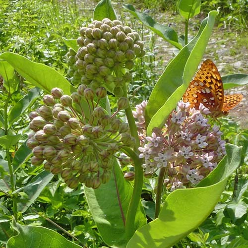 Asclepias syriaca - Common milkweed  - inflorescence, axil flowers