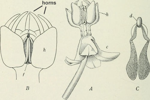 general milkweed Flawer structure