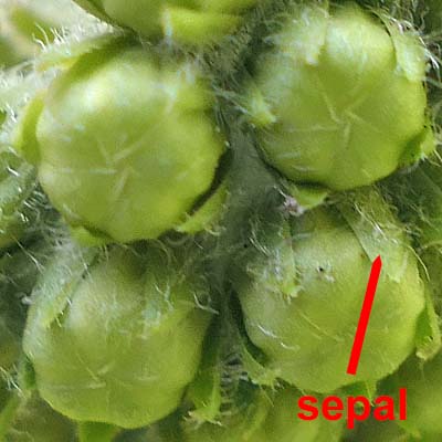 Asclepias viridiflora - Green Comet  milkweed  - flower - pale green hair sepals 