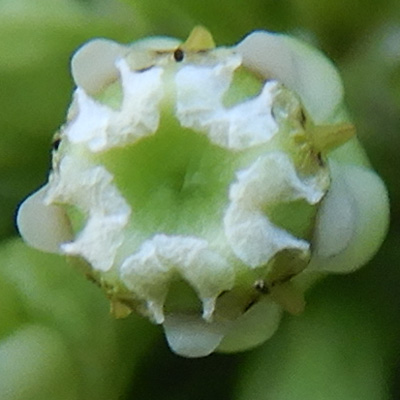 Asclepias viridiflora - Green Comet  milkweed  - flower -close up of the slit and the corpusculum (dark spot)