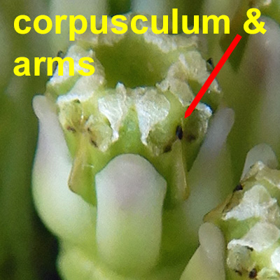 Asclepias viridiflora - Green Comet  milkweed  - flower -close up of the slit and the corpusculum (dark spot)