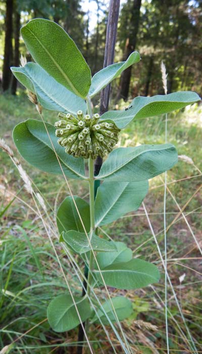 Asclepias viridiflora - Green Comet  milkweed  - plant 