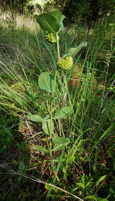 Asclepias viridiflora - Green Comet  milkweed  - plant 