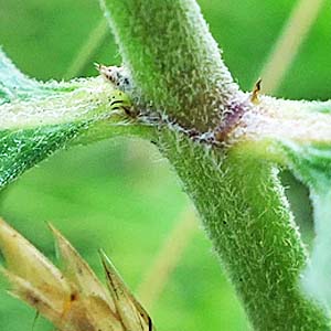 Asclepias viridiflora - Green Comet  milkweed  - plant 