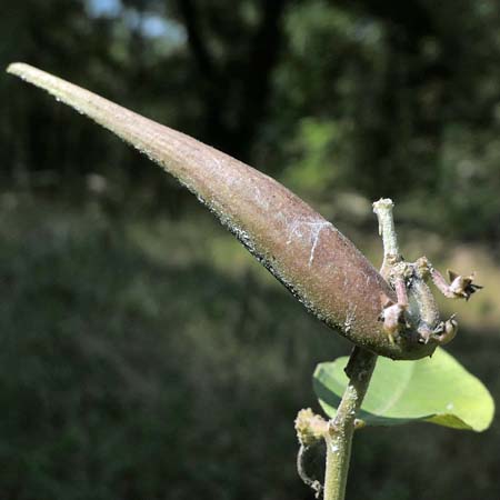Asclepias viridiflora - Green Comet  milkweed  - seed pods, follicles