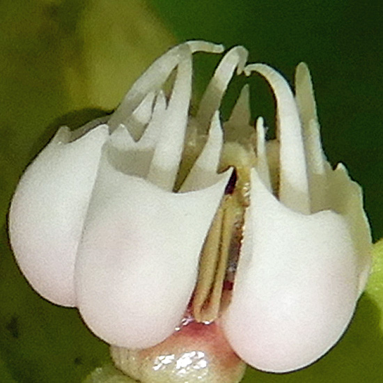 Asclepias exaltata - Poke  milkweed, flower close up, structure, hood, horn