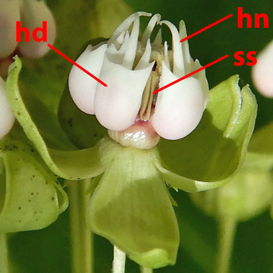 Asclepias exaltata - Poke  milkweed, flower close up, structure, hood, horn, gynostegium, fused anthers, petals