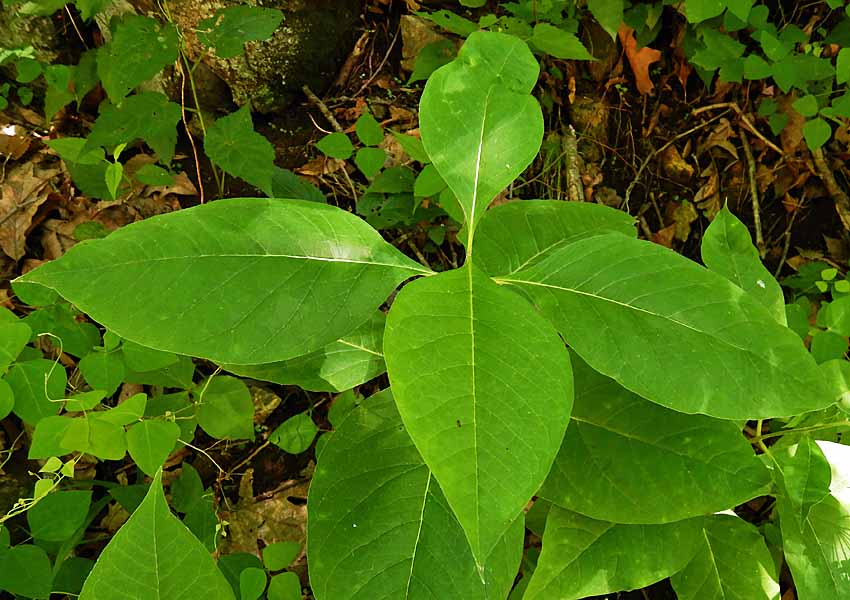 Asclepias exaltata - Poke  milkweed, leaves