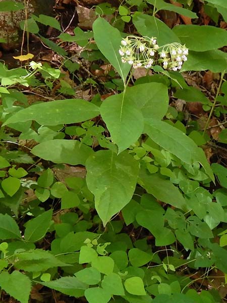 Asclepias exaltata - Poke  milkweed  - plant 