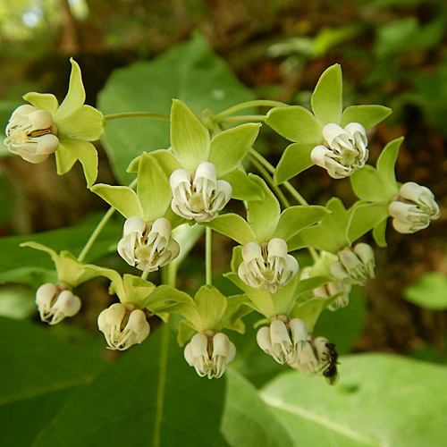 Asclepias exaltata - Poke  milkweed  - inflorescence