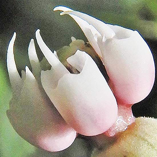 Asclepias exaltata - Poke  milkweed, flower close up, structure, hood, horn