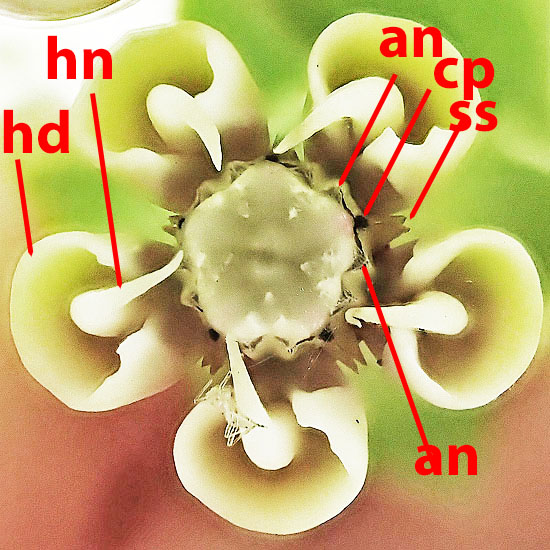 Asclepias exaltata - Poke  milkweed  - flower close up, structure, hood, horn, gynostegium, fused anthers, petals