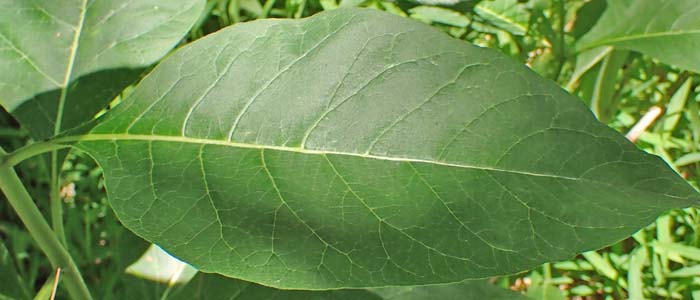 Asclepias exaltata - Poke  milkweed, leaves