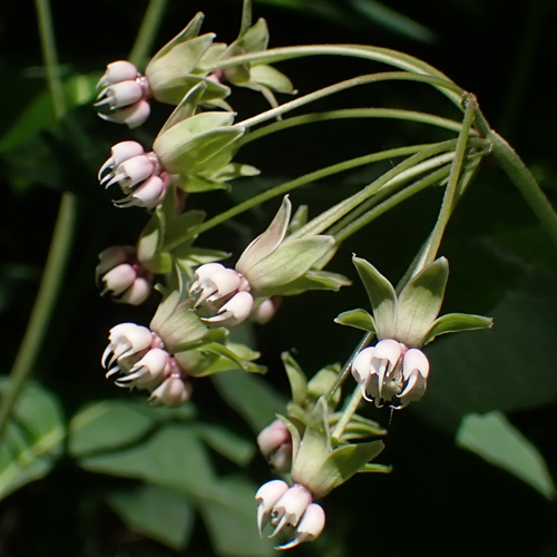 Asclepias exaltata - Poke  milkweed  - inflorescence