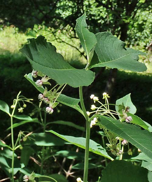 Asclepias exaltata - Poke  milkweed  - plant 
